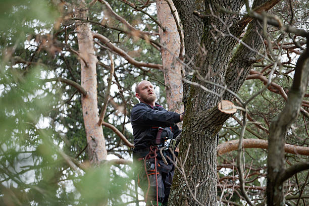 Reliable Tiltonsville, OH Tree Services Solutions